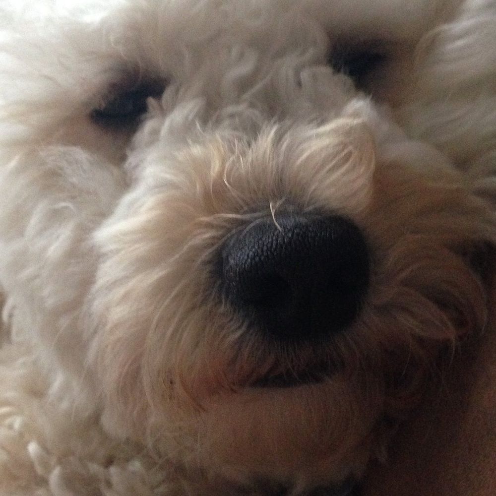 Meet your Posher, Zoe